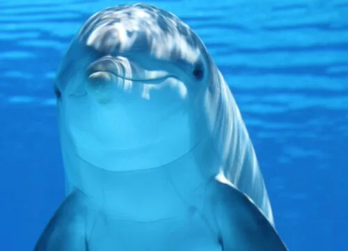 Delfinschwimmen Schnordeln