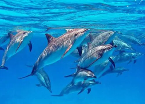 Delfinschwimmen in Hurghada