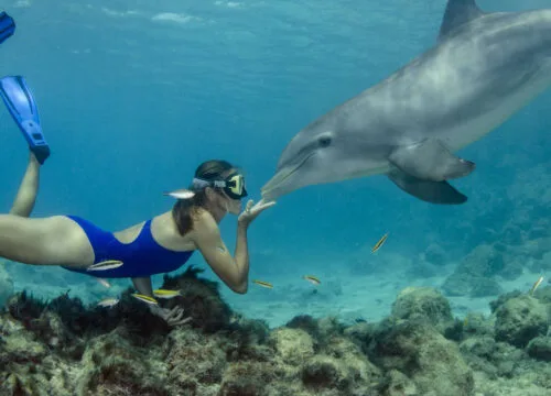 Delfin Tour Hurghada mit privatem Speedboot & Schnorcheln Ausflug