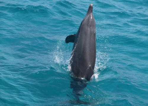 VIP Delfinhaus Hurghada