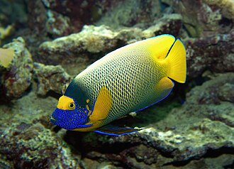 Fische im Roten Meer