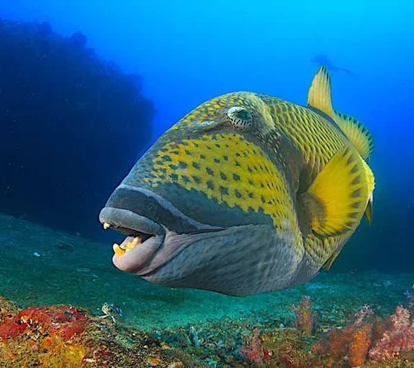 Fische im Roten Meer