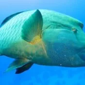 Fische im Roten Meer