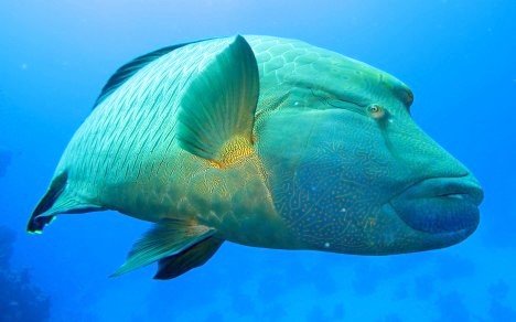 isch im Roten Meer: Arten & Tipps zum Entdecken