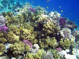 Makadi Bay Schnorcheln | Hurghada Rotes Meer erleben:Makadi Bay Korallenriffe