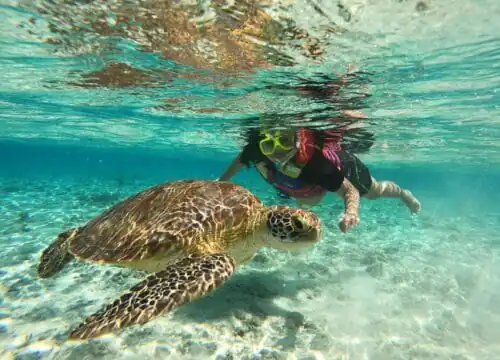 Schnorchelausflug am Sataya Dolphin Reef in Marsa Alam