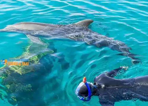 Delfinschwimmen in Hurghada - Delfin Ausflug
