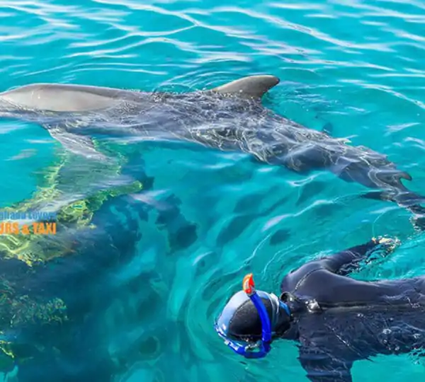 Delfinschwimmen in Hurghada:Beste Reisezeit Hurghada 2025-2026