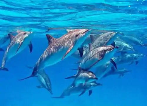 Delfinschwimmen Hurghada