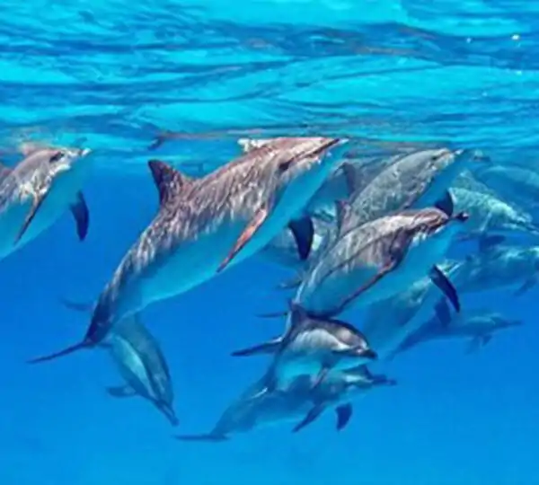 Delfinschwimmen Hurghada