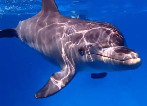 Delfin Tour Hurghada mit privatem Speedboot & Schnorcheln Ausflug