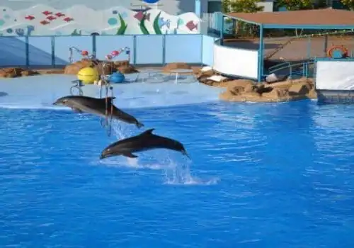 Ausflug Delfinschwimmen Hurghada