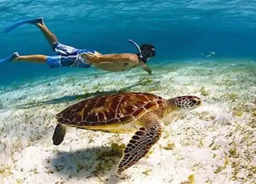 Schnorcheln El Gouna: Die 20 besten Schnorchelausflüge, die du nicht verpassen darfst!