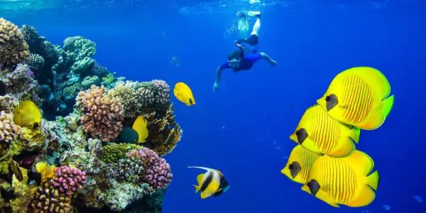 Tauchen Marsa Alam – Die besten Tauchspots im Roten Meer entdecken