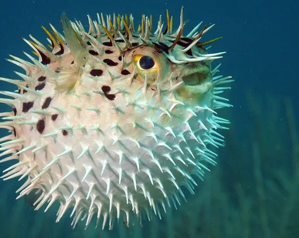 Fische im Roten Meer