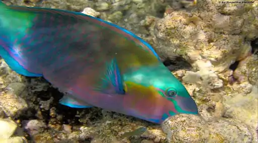 Fische im Roten Meer: Arten & Tipps zum Entdecken