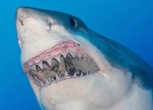 Roten Meer Haie: 15 Fakten & sichere Tipps